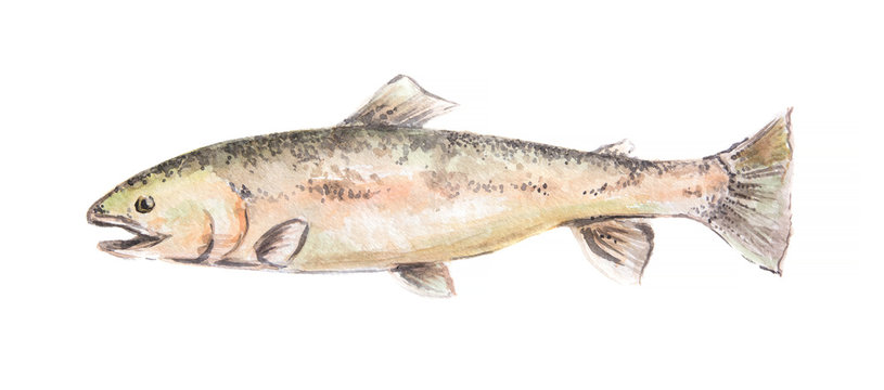 Isolated watercolor fish on white background. Fresh and raw seafood.
