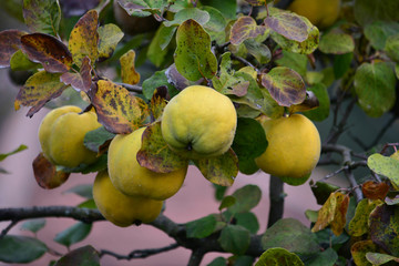 Organic quince on branch