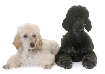 two poodles in studio