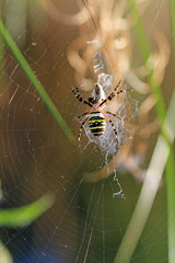 Wespenspinne, Zebraspinne, Tigerspinne oder Seidenbandspinne