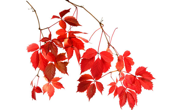 red autumn leaves