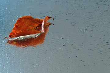 Fallen leaves on the wet surface and their reflection
