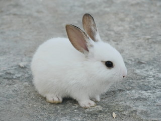 Adorable white bunny 