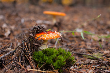 two mushroom amanita in the forest