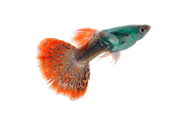 A guppy fish isolated on white background