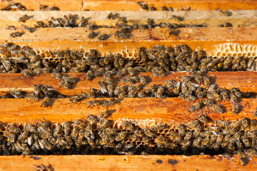 Close up view of the bees swarming on a honeycomb.