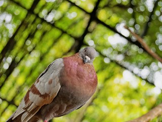 Fat Pigeon - Posing