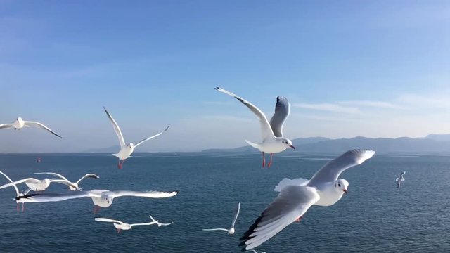 Seagull flying slow motion Kumamoto harbor,Japan