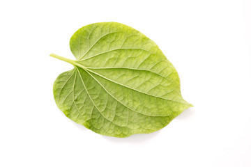 Wildbetal leafbush isolated on white background