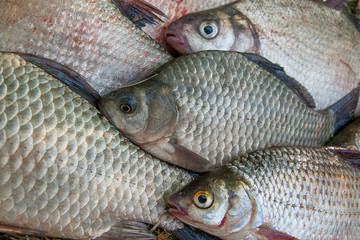 Close up view of the pile of the common bream fish, crucian fish