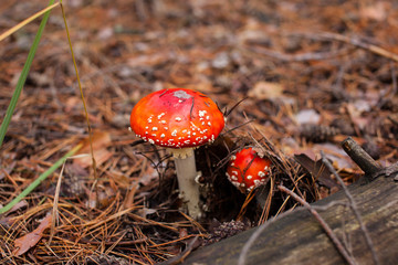 two mushroom amanita in the forest