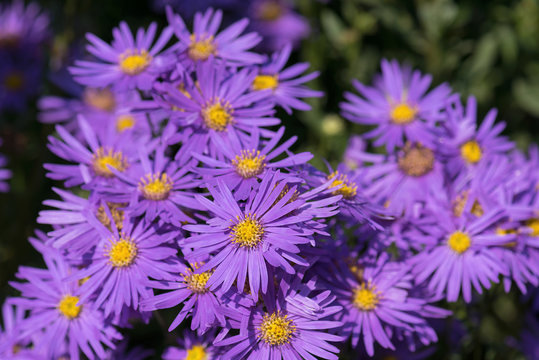 Violet alpine asters blooming in the garden. Decorative plant with purple flowers. (Aster alpinus)