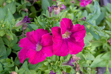 Red petunias on the flower bed. Close up view lots of red petuni