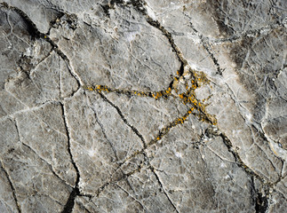 orange moss garden on the limestone rock