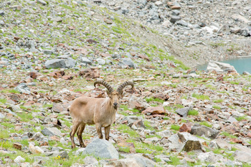 Wild mountain goats in the reserve in Russia