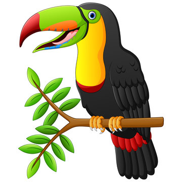 Funny toucan bird cartoon on branch