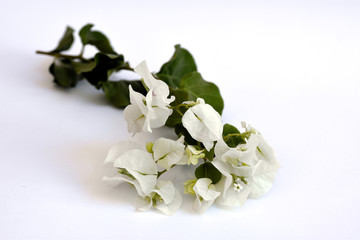 spray of blossom with delicate white flowers and tender green leaves on white background