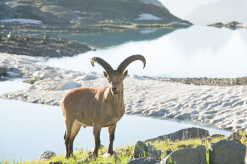 Wild mountain goats in the reserve in Russia