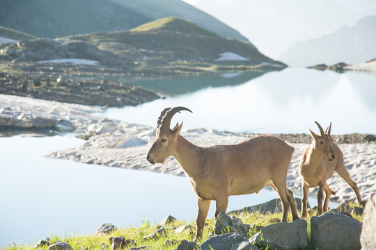 Wild mountain goats in the reserve in Russia