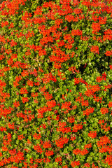 Red garden geranium flowers