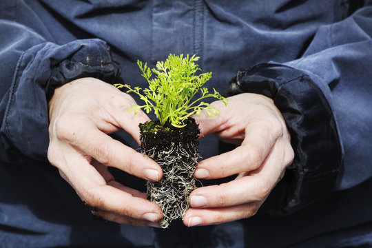 A gardener holding a small plug plant, with green leaves and a root network iin soil. 
