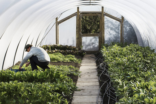 A gardener tending rows of seedlings and edible leaves in a polytunnel. 