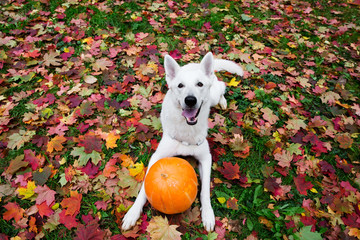 White Swiss Shepherd dog with a pumpkin in autumn