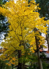 Obraz premium 中尊寺の紅葉