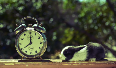 Saat ve Tavşan