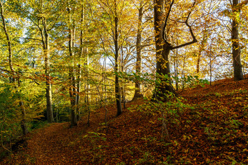 Der Weg in den Herbstwald