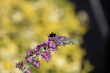Obraz premium Hummel an einer Blüte