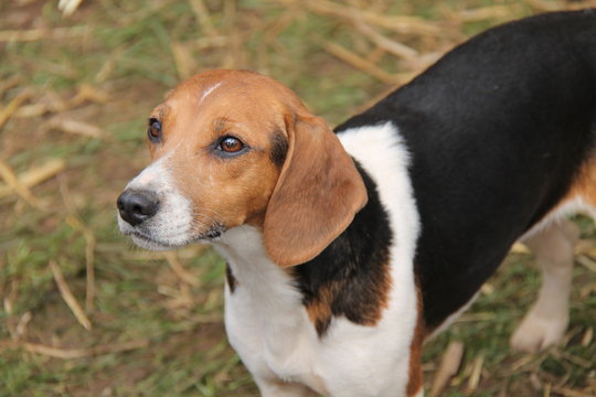 The Beautiful Face of a Beagle Hunting Hound Dog.