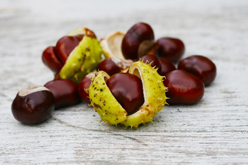 Herbst - Frische Früchte der Kastanie mit geplatzter Schale, Castanea, Gewöhnliche Rosskastanie...