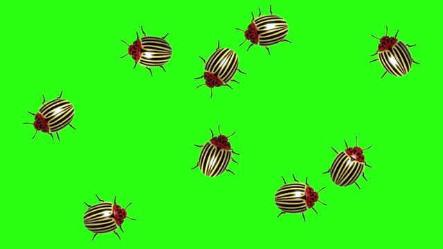 Swarm of colorado beetles, CG animated on green screen, seamless loop