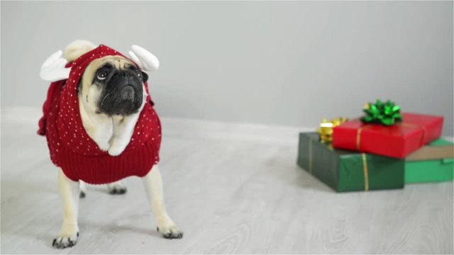 Cute dog of breed a pug is dressed by a holiday in suit of a reindeer and stands next to the gifts in bright packaging. Merry Christmas. Happy New Year