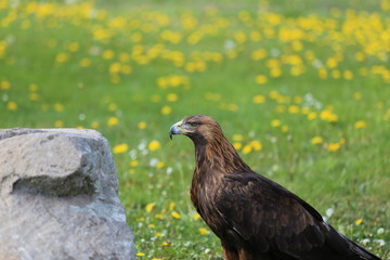 Steinadler