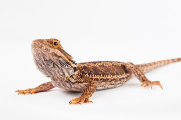 one agama bearded on white background.reptile close-up.