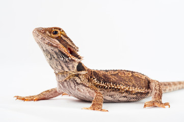 one agama bearded on white background.reptile close-up.