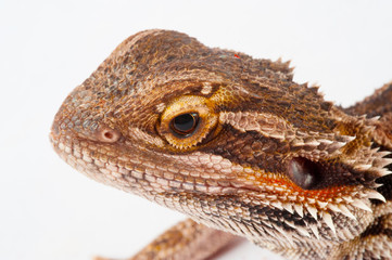 one agama bearded on white background.reptile close-up.