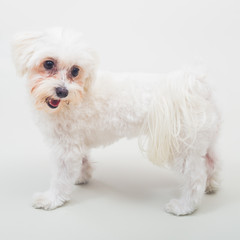 Portrait of cute female maltese dog on gray background.
