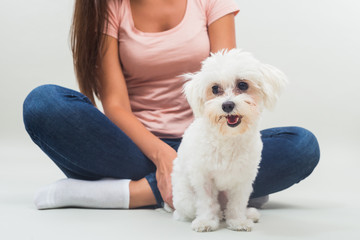 Cute little female maltese dog is sitting in front of her owner.
 