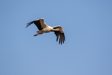 White stork (ciconia ciconia) in flight