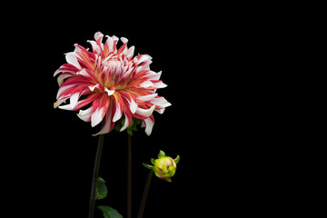 Dahlia pink and white colors; flowers on black background 02