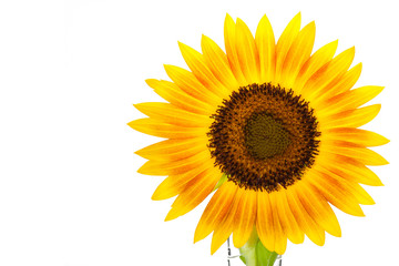 HELIANTHUS annuus 'Firecracker' sunflower over isolate white background. with clipping path and copyspace
