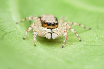 Jumping spider on green leaf
