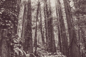 Azoren Wald