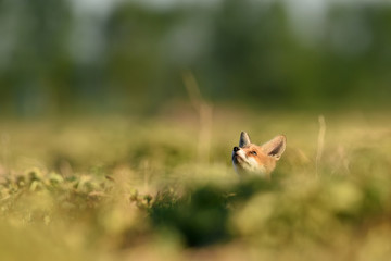 Red fox kit looking at the sky. Little fox.