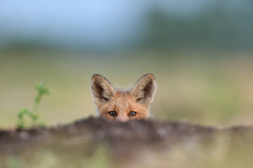 Red fox kit. Red fox puppy. Juvenile red fox. Red fox pup. Little fox.