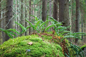 Fototapete bei efototapeten.de bestellen   