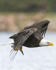 Eagle